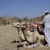 camel_desert_ma_h_0298_egy3573.jpg